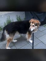 Wasti männlich ( 12 Jahre alt ) sucht dringendst ein neues Zuhause bis 30.04.2025
