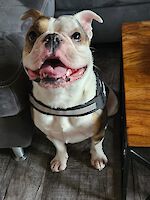 Ragnar Bulldogge männlich ( geb. 12.2021 )
