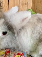 Löwenkopfkaninchen Cori ( vier Jahre alt )