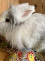 Löwenkopfkaninchen Cori ( vier Jahre alt )