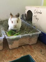Zwergkaninchen Tiffany und Columbo