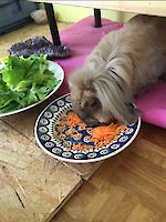 Zwergkaninchen Tiffany und Columbo