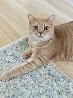 Drei wunderschönen BKH Katzen Jackie (weiblich), Sammy (männlich) und Oro (männlich) , 5 und 3 Jahre alt suchen einen gemeinsamen Platz!