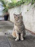 Drei wunderschönen BKH Katzen Jackie (weiblich), Sammy (männlich) und Oro (männlich) , 5 und 3 Jahre alt suchen einen gemeinsamen Platz!