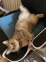 Drei wunderschönen BKH Katzen Jackie (weiblich), Sammy (männlich) und Oro (männlich) , 5 und 3 Jahre alt suchen einen gemeinsamen Platz!