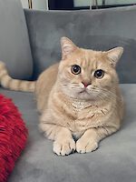 Drei wunderschönen BKH Katzen Jackie (weiblich), Sammy (männlich) und Oro (männlich) , 5 und 3 Jahre alt suchen einen gemeinsamen Platz!