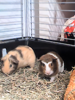 Meerschweinchen beide männlich 6 Monate alt suchen dringend ein neues Zuhause!