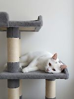 Kater Simmerl ca. 1 Jahr alt sucht ein liebevolles Zuhause!