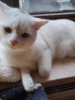 Kater Simmerl ca. 1 Jahr alt sucht ein liebevolles Zuhause!