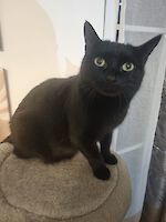 Katze Mia ( 8,5 Jahre alt ) europäische Kurzhaar