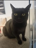 Katze Mia ( 8,5 Jahre alt ) europäische Kurzhaar