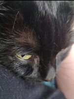 Katze Mia ( 8,5 Jahre alt ) europäische Kurzhaar