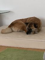 Rex sucht ein neues liebevolles Zuhause!