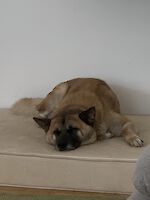 Rex sucht ein neues liebevolles Zuhause!