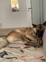Rex sucht ein neues liebevolles Zuhause!