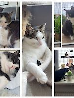 Katzenpärchen Felix und Mia 11 Jahre alt, suchen dringend ein schönes Zuhause!