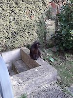 Katze Stella (9 Jahre alt)