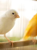 Kanarienvögel suchen ein neues Zuhause!