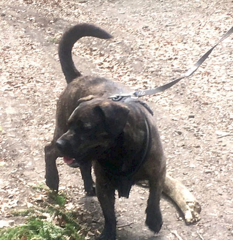 Paul - Französische Bulldogge, Deutscher Boxer - Bild 3