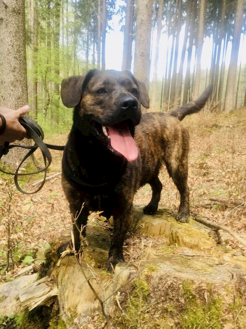 Paul - Französische Bulldogge, Deutscher Boxer - Bild 4