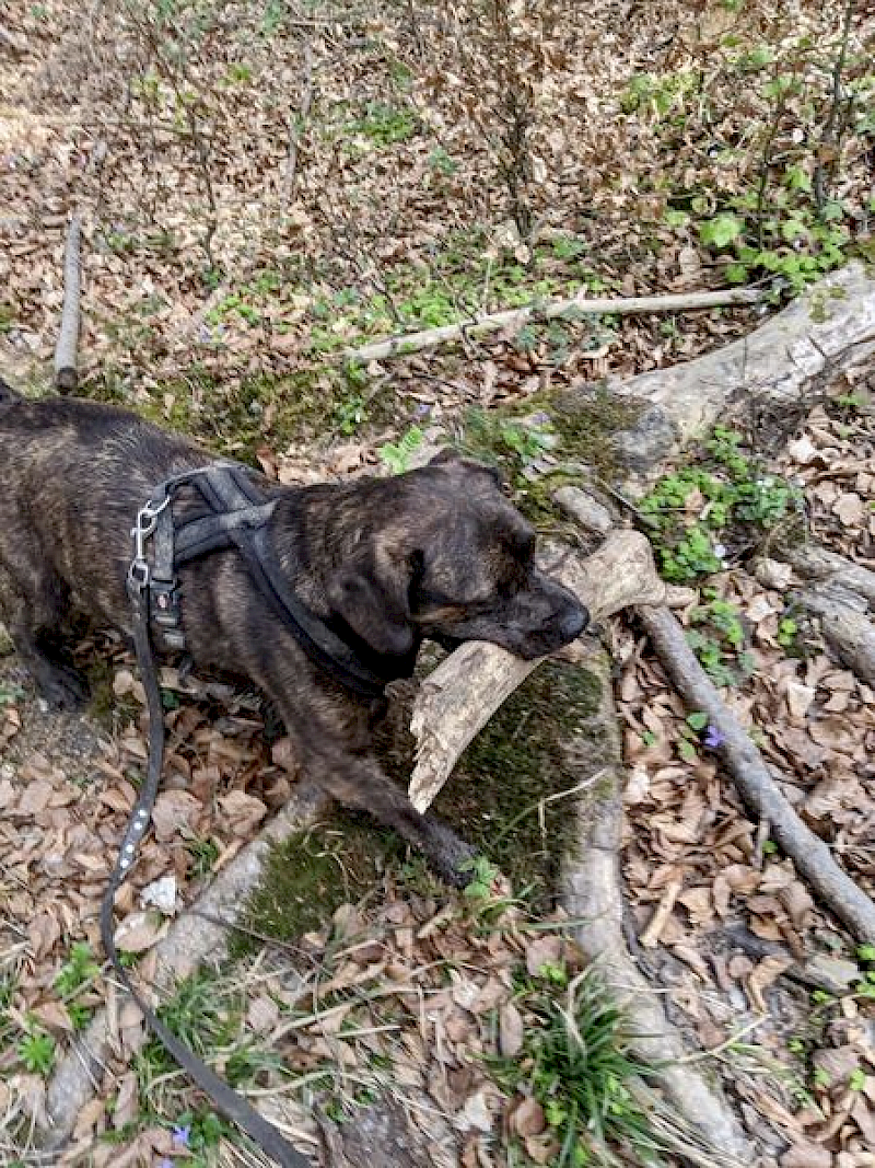 Paul - Französische Bulldogge, Deutscher Boxer - Bild 5