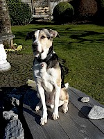 Spencer, männlich ( 7 Monate alt )