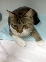 Fundkatze