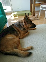 Spencer, männlich ( 7 Monate alt )