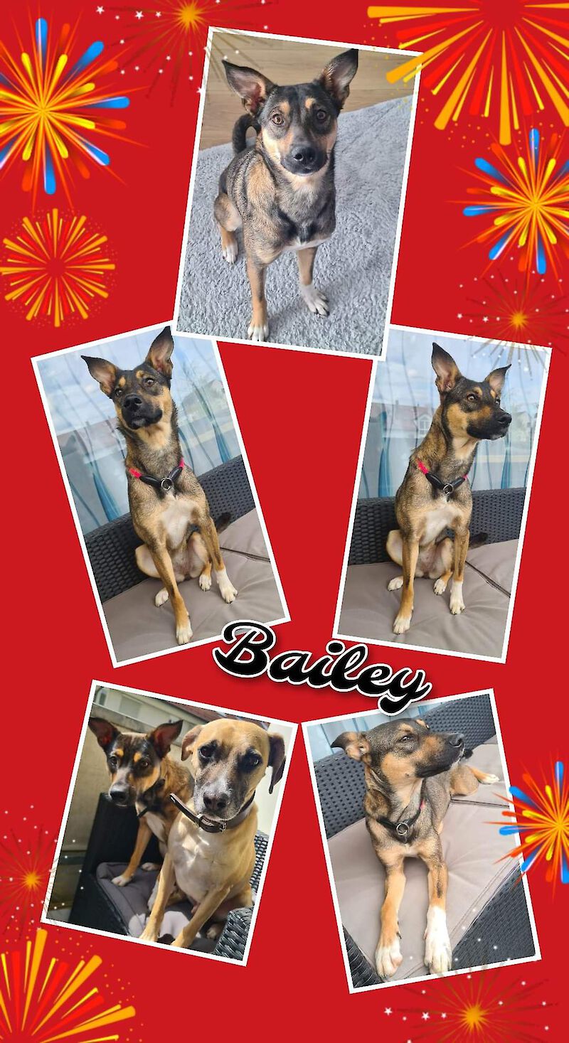Bailey -  - Bild 3
