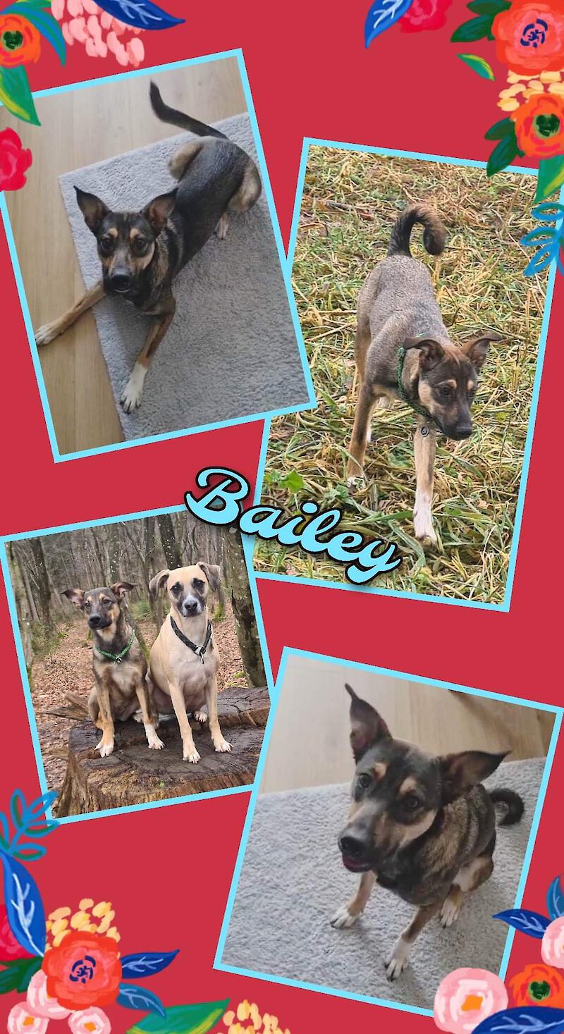 Bailey -  - Bild 2