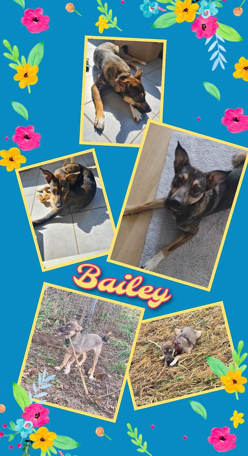 Hund Bailey