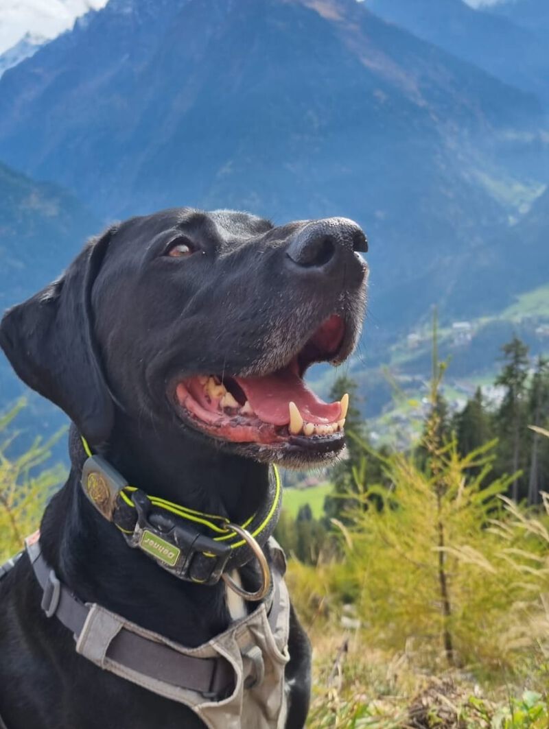 English Pointer-Mix Lazaro