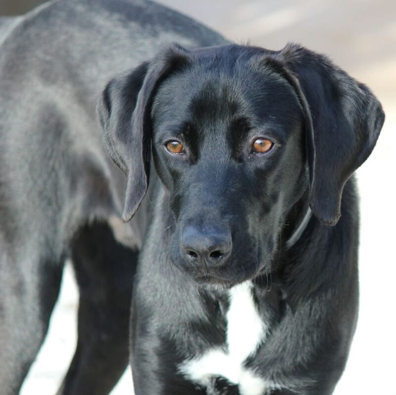 Lazaro - English Pointer - Bild 2