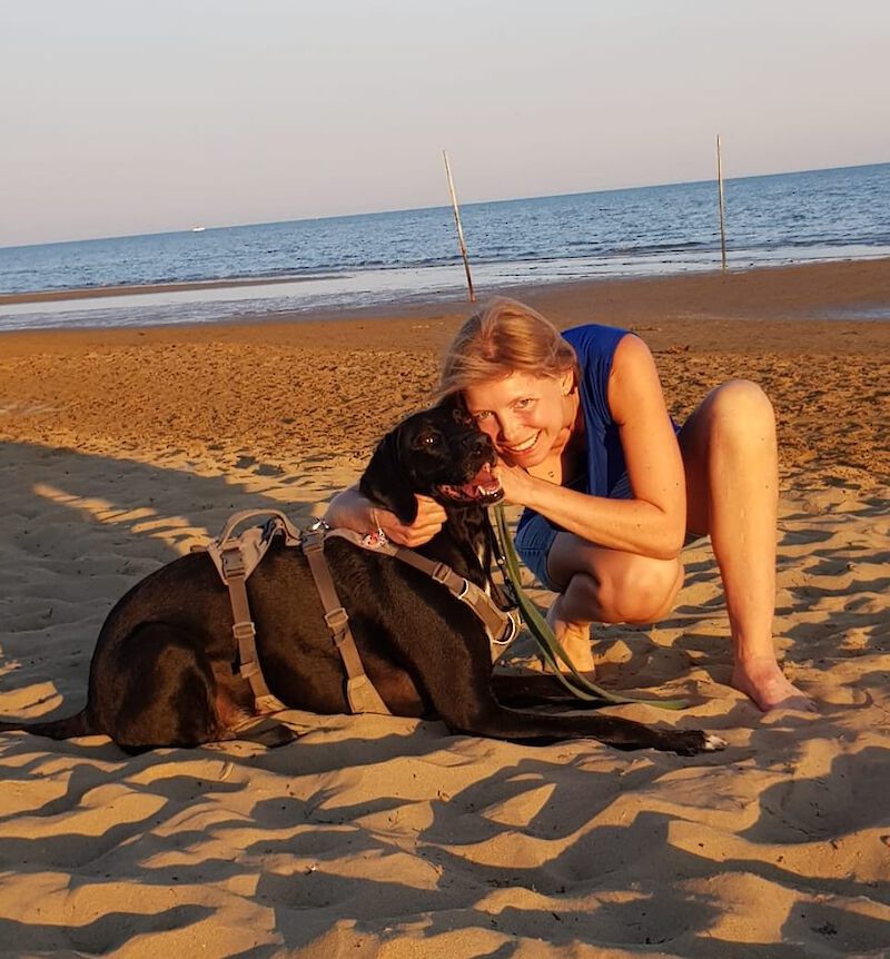 Lazaro - English Pointer - Bild 3