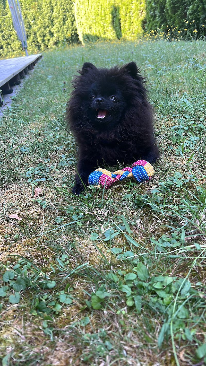 Deutsche Spitze Lucy