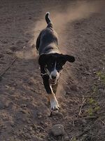 Lucky, (männlich 2 Jahre alt, Australien Shepherd / Appenzeller Sennenhund Mix) sucht Dringend ein Zuhause!