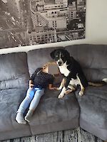 Lucky, (männlich 2 Jahre alt, Australien Shepherd / Appenzeller Sennenhund Mix) sucht Dringend ein Zuhause!