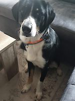 Lucky, (männlich 2 Jahre alt, Australien Shepherd / Appenzeller Sennenhund Mix) sucht Dringend ein Zuhause!