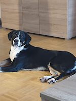 Lucky, (männlich 2 Jahre alt, Australien Shepherd / Appenzeller Sennenhund Mix) sucht Dringend ein Zuhause!