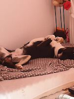 Lucky, (männlich 2 Jahre alt, Australien Shepherd / Appenzeller Sennenhund Mix) sucht Dringend ein Zuhause!