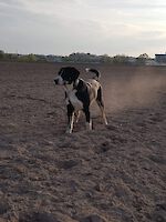Lucky, (männlich 2 Jahre alt, Australien Shepherd / Appenzeller Sennenhund Mix) sucht Dringend ein Zuhause!