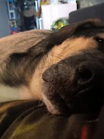 Schäferhund Mischling Maxi ( 2 Jahre alt )