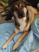 Schäferhund Mischling Maxi ( 2 Jahre alt )