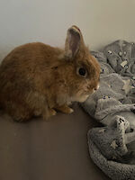2 Kaninchendamen Bambi und Luna suchen dringend ein neues Zuhause!