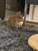 2 Kaninchendamen Bambi und Luna suchen dringend ein neues Zuhause!