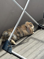 2 Kaninchendamen Bambi und Luna suchen dringend ein neues Zuhause!