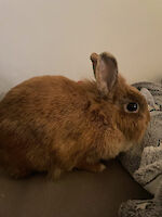 2 Kaninchendamen Bambi und Luna suchen dringend ein neues Zuhause!