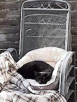 Katze Stella ( 8 Jahre alt )