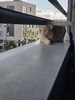 Katze Shunkra Scottish Fold ( 1 Jahr alt )