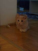 Katze Shunkra Scottish Fold ( 1 Jahr alt )